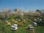 Beehives in a garden